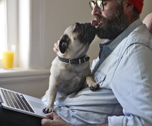 Man sitting with laptop together with Puck dog