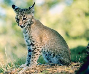 Bobcat cub