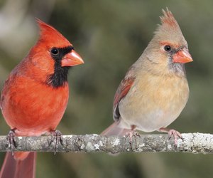 Pair of Northern Cardinals
