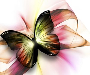 beautiful butterfly