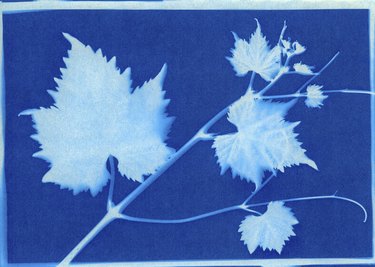 cyanotype of grape leaves