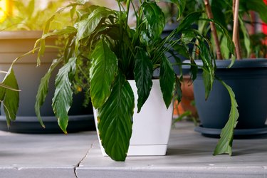 A houseplant Spathiphyllum in a flower pot stands on the table, among many other plants. Flower leaves close-up. The concept of home gardening, hobby. Home decor, interior decoration with plants.