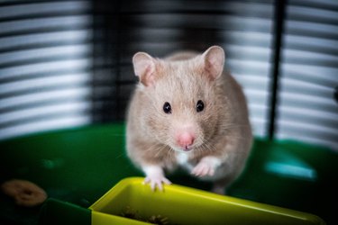 Closeup shot of an adorable fluffy hamster in the room