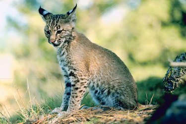 Bobcat cub