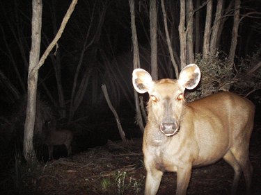 Sambar deer hind