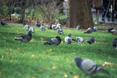 Flock of pigeon in a park