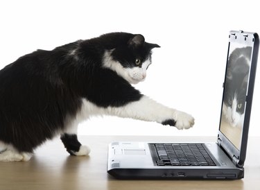 Cat pulls a paw to the laptop