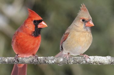 Pair of Northern Cardinals