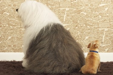 Old English sheepdog and small dog sitting together, rear view