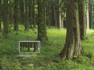 Flat TV placed in the forrest