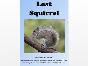 lost squirrel poster