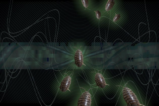 Insects and technology montage