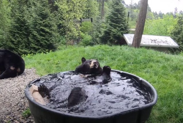 Let This Bear Splashing in a Bath Take You Into the Weekend | Techwalla