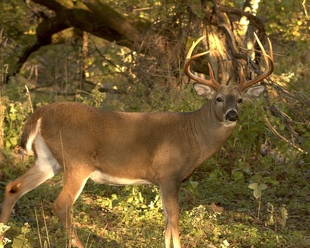 How To Make An Apple Scented Deer Attractant Techwalla 2702